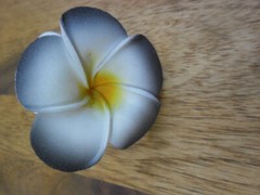 Bali Frangipani Neoprene/Foam Flowers x 20(white/black) Wedding,Decoration x 7cm