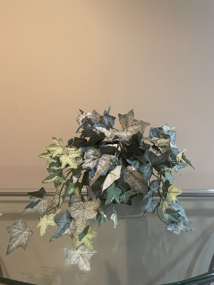 Frosted English Ivy Bush 22”