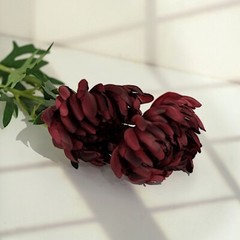 3 Stems 27″ Long Artificial Chrysanthemum SILK FLOWERS Party Events Decorations
