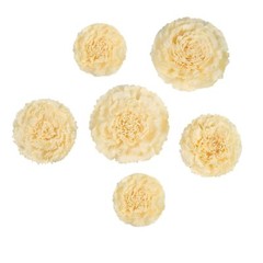 12 pack 12″ 16″ 20″ Ivory and Cream Tissue Paper Carnation Flowers Home Backdrop