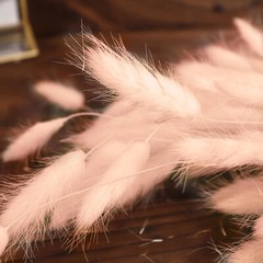BLUSH 50 Stems 15″ Rabbit Tail Dried Natural Pampas Grass SPRAYS Party Events