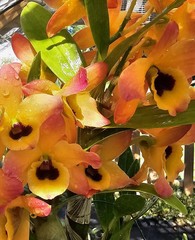 Dendrobium Nobile – Growers Choice White, Lavender, pink-fragrant