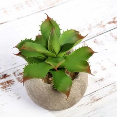 Green 3 Assorted 5″ Faux Home Garden Aloe Succulent Plants Round Pots Sale