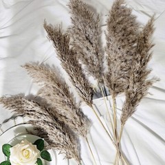 6 NATURAL 32″ Pampas Grass SPRAYS Dried Plant STEMS Party Events Decorations