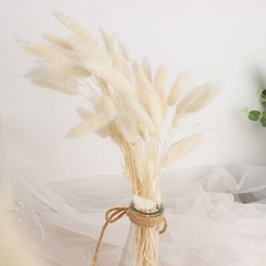 WHITE 50 Stems 15″ Rabbit Tail Dried Natural Pampas Grass SPRAYS Party Events