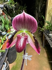 Paph. (Magic Cherry x Voodoo Magic) x (Magic Cherry x Hsinying Rainbow) hybrid