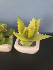 3 Green Assorted Faux Echeveria Succulent Plants White Ceramic Pots Party
