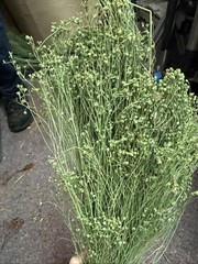 Dried Babys Breath (Dried Gypsophila) Green/sage?