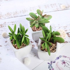 3 3″ Assorted Mini Green Faux Small Succulent Plants with Off White Ceramic Pots