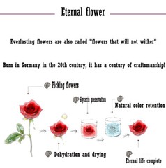 Preserved Rose FLower 6Pcs / Gift Box Head 5-5.5cm