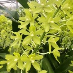 Gram. scriptum v. citrinum (808) in multi-spike/bloom, bushy sprays 6-8″ pot