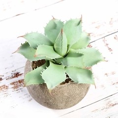 3 Round Pots 5″ Assorted Faux Aloe Succulent Plants Wedding Favors Centerpieces