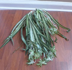 2 Bunches Chlorophytum Grass Vine Artificial Plants Spider Hang (50 leaves each)