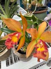 Pot. Jessie Sabo ‘Paradise’