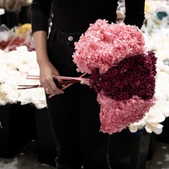 Dried Flower Annabelle Hydrangea Burgundy Home Garden Floral Decor