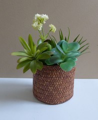 Artificial Plastic Grass Set of 4 Different Succulents Plants