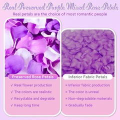 180 real purple-white rose petals, suitable for wedding flower girls to scatter