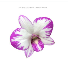 Wholesale Splash 2-Tone Dendrobium Orchids (70 Stems Bulk Box)