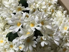 Cream Daisy Bunches Michael’s Craft Store/120 count/15 Daisies per Bunch