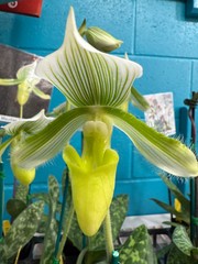 Paph. Maudiae 2″-3″ pot orchid – Growers Choice
