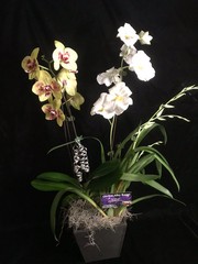 The ‘Double Down’ Two Orchid Gift Basket
