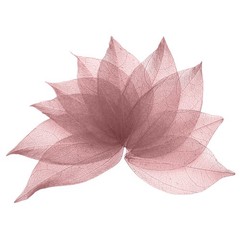 100Pcs Dark Pink Skeleton Leaves 2″- 3″ Rubber Tree Scrapbooking