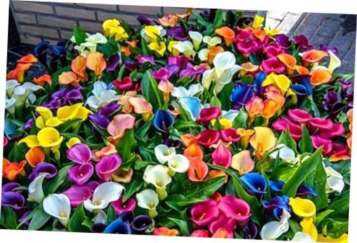 Mix Calla Lily Seeds, 150+ Pcs Mixed Color Perennial Zantedeschia Flower for