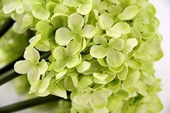 High Details Hydrangea Silk Flowers (About 225 Petals Each Light Green