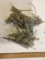 Pampas Grass Boho Home Decor 17 Inch Natural Dried Flowers