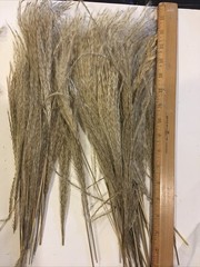 Pampas Grass Boho Home Decor 17 Inch Natural Dried Flowers