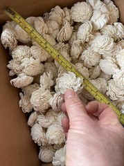 Bulk Box 3 CmSola Chorki Flowers Approximately 500 Heads