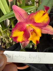 Pot. Cosmic Sparks Slc. Fire Fantasy ‘Royalty’ x Pot. Golden Circle ‘OPRL’