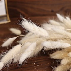 WHITE 50 Stems 15″ Rabbit Tail Dried Natural Pampas Grass SPRAYS Party Events