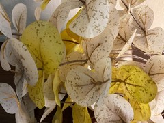 Lunaria Decorative Artificial Stems X 2 @ 19″ in length
