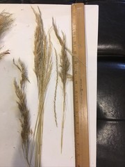 Pampas Grass Boho Home Decor 17 Inch Natural Dried Flowers