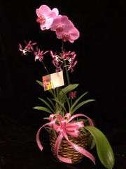 The ‘Double Down’ Two Orchid Gift Basket