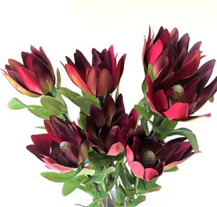 Australian Native Flower Silk Leucadendron Flowers Burgundy Red Artificial Stem