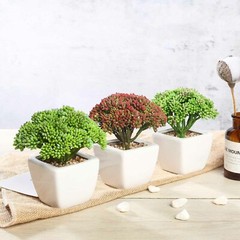 Burgundy Dark and Light Green 6″ Faux Sedum Succulent Plants Off White Pots