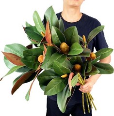Pack of 4 – Faux Magnolia 32 Inch Long Artificial Magnolia Leaves Branches Fall.