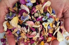 Confetti Dried Rose Mum Gerber Daisy Baby Rose Flower Petals, Biodegradable
