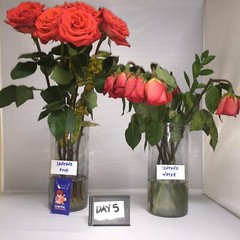 Clear Flower Food Packets for Flower Arrangements & Bouquets – (5g – 800 Ct)