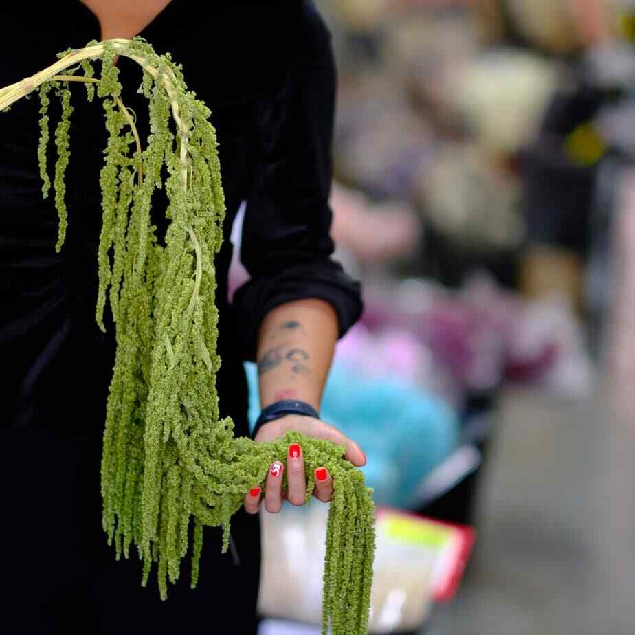 Preserved Amaranthus Olive Green Home Wedding Dried Flower Festive Floral Decor