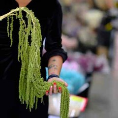 Preserved Amaranthus Olive Green Home Wedding Dried Flower Festive Floral Decor