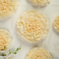 12 pack 12″ 16″ 20″ Ivory and Cream Tissue Paper Carnation Flowers Home Backdrop