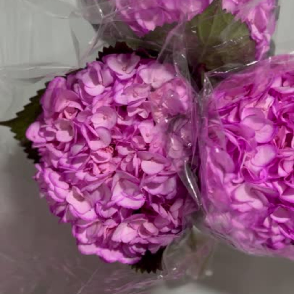 Hydrangea Select Light Pink 35 Stems – Elegant Blooms for Events, Weddings, home