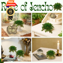 11 Pack Rose of Jericho Resurrection Plants, 1–2 Inch Rosa de Jerico Brown