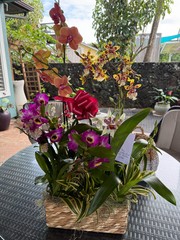 The “Mayor’s Basket” 5 Orchid Gift Basket