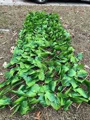 10ft X2ft Green Leaf Foliage Wall Backdrop Party Expandable Photo Backgrounds
