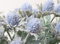 3 Pack Artificial Thistle Flowers Eryngiums Faux Plants Floral Tree Picks Blue