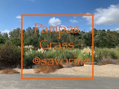 12 Large Pampas Grass (36”) Wedding Decor CA, USA BEAUTIFUL!